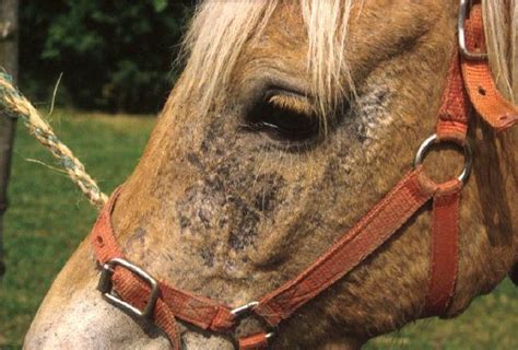 maladie de peau du cheval